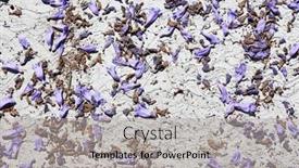  Presentation with lavender flowers - Colorful theme enhanced with lavender-and-purple-jacaranda-flowers backdrop and a light gray colored foreground