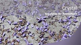  Presentation with lavender flowers - Cool new PPT theme with lavender-and-purple-jacaranda-flowers backdrop and a gray colored foreground