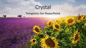  Presentation with sunflowers - Cool new presentation design with lavender and sunflowers fields provence backdrop and a light blue colored foreground