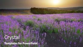  Presentation with beautiful nature - PPT theme having lavender-beautiful-meadow-spring-time background and a gray colored foreground