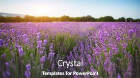  Presentation with beautiful nature - PPT layouts with lavender-beautiful-meadow-spring-time background and a dark gray colored foreground