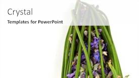  Presentation with lavender - Amazing PPT theme having lavender-bunches backdrop and a white colored foreground