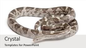  Presentation with white rat - Colorful presentation design enhanced with lavender-corn-snake-or-red backdrop and a light gray colored foreground