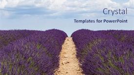  Presentation with lavender - Audience pleasing slide deck consisting of lavender-cultivated-field-and-path backdrop and a sky blue colored foreground