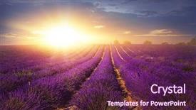  Presentation with newborn lavender - Presentation theme with lavender field at sunset provence background and a violet colored foreground