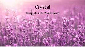  Presentation with lavender flowers - PPT theme consisting of lavender field at sunset background and a lemonade colored foreground