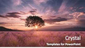  Presentation with lavender - Presentation design with lavender field at sunset background and a red colored foreground
