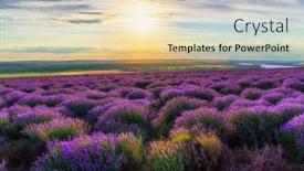  Presentation with river forest - PPT theme having lavender-field-blooms background and a lemonade colored foreground
