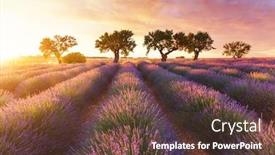  Presentation with lavender - Beautiful slides featuring lavender-field-in-provence-during backdrop and a tawny brown colored foreground