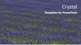  Presentation with purple green - Audience pleasing PPT layouts consisting of lavender-field-in-provence backdrop and a ocean colored foreground