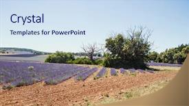  Presentation with lavender - Colorful slide set enhanced with lavender field in provence backdrop and a sky blue colored foreground