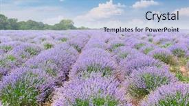  Presentation with floral border lavender flowers - Theme having lavender field with ripe flower background and a light blue colored foreground