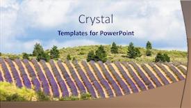  Presentation with lavender - Presentation theme having lavender-field-with-trees-provence background and a sky blue colored foreground