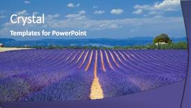  Presentation with lavender - Audience pleasing slide deck consisting of lavender fields of the french provence near valensole backdrop and a teal colored foreground