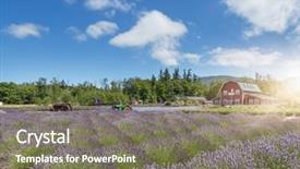  Presentation with crop - PPT theme with lavender flower blooming scented field background and a gray colored foreground