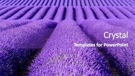  Presentation with lavender - Amazing PPT layouts having lavender flower blooming scented fields backdrop and a purple colored foreground