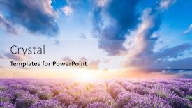  Presentation with bloom - Presentation theme featuring lavender-flower-field-in-full background and a light blue colored foreground