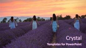  Presentation with lavender - PPT theme consisting of lavender flower field on beautyful background and a tawny brown colored foreground