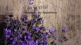  Presentation with grunge flower - Slides having lavender-flower-on-grunge-wooden background and a coral colored foreground