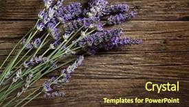  Presentation with lavender - Slides with lavender flower background and a tawny brown colored foreground