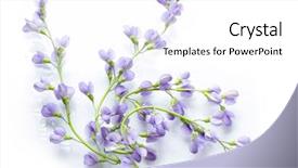  Presentation with indigo zone - PPT layouts consisting of lavender flowers - bundle of false indigo australis background and a white colored foreground