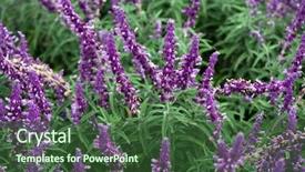  Presentation with purple green - PPT theme having lavender flowers and leaves purple background and a tawny brown colored foreground