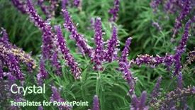  Presentation with lavender flowers - Audience pleasing slide set consisting of lavender flowers and leaves purple backdrop and a tawny brown colored foreground