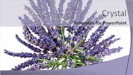  Presentation with lavender flowers - Theme having lavender-flowers-close-up-isolated background and a light blue colored foreground