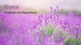  Presentation with lavender flowers - PPT theme enhanced with lavender-flowers-closeup-composition background and a lemonade colored foreground