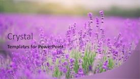  Presentation with lavender flowers - Presentation theme having lavender-flowers-closeup-composition background and a lilac colored foreground