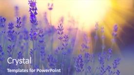  Presentation with fragrant - PPT theme consisting of lavender flowers growing lavender sway background and a ocean colored foreground