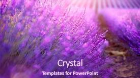  Presentation with fragrant - Amazing PPT layouts having lavender flowers growing lavender sway backdrop and a violet colored foreground