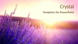  Presentation with lavender flowers - Slide deck having lavender flowers growing lavender sway background and a cream colored foreground