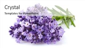  Presentation with lavender flowers - Slide deck featuring lavender flowers in closeup background and a white colored foreground