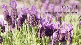  Presentation with lavender flowers border - Slide deck having lavender flowers in nature fields with sun background and a coral colored foreground