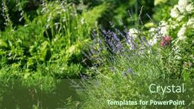  Presentation with lavender flowers - PPT theme featuring lavender-flowers-in-the-garden background and a tawny brown colored foreground