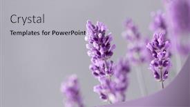  Presentation with lavender flowers - PPT theme with lavender-flowers-in-the-summer background and a light gray colored foreground