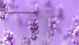  Presentation with lavender flowers - Slide deck with lavender-flowers-in-the-summer background and a light blue colored foreground