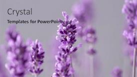  Presentation with lavender flowers - Presentation design having lavender-flowers-in-the-summer background and a light blue colored foreground
