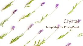  Presentation with lavender flowers - Cool new PPT theme with lavender flowers isolated on white background backdrop and a cream colored foreground