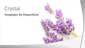  Presentation with lavender flowers - PPT layouts consisting of lavender flowers isolated on white background background and a white colored foreground