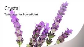  Presentation with lavender flowers - Presentation theme featuring lavender flowers isolated background and a  colored foreground