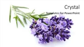  Presentation with lavender - Slide deck enhanced with lavender flowers on a white background and a white colored foreground