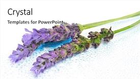  Presentation with lavender flowers - Cool new PPT layouts with lavender flowers on a white background backdrop and a white colored foreground