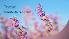  Presentation with lavender flowers - Presentation design having lavender-flowers-on-sky-closeup background and a light blue colored foreground