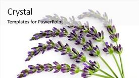  Presentation with lavender flowers - Amazing presentation design having lavender flowers on white background backdrop and a white colored foreground