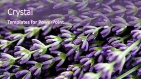  Presentation with lavender flowers - Presentation theme consisting of lavender flowers on white background - flowers and plants background and a violet colored foreground