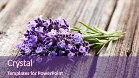  Presentation with lavender - Slides having lavender flowers on wooden board background and a violet colored foreground