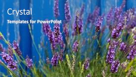  Presentation with lavender flowers - Theme featuring lavender-flowers-under-paint-blue background and a teal colored foreground