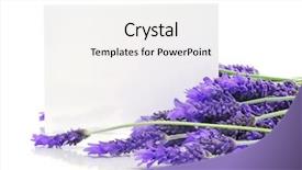  Presentation with lavender flowers - PPT layouts having lavender flowers with a blank background and a white colored foreground